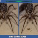 Spider Hidden Difference 8 spider hidden difference 1